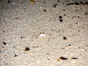 Speedy Sand Crab - So Camouflage!