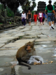 Monkey Entertaining Tourists at Angkor Wat