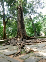 A Large Silk-Cotton Tree at the Overgrown Ta Prohm Temple